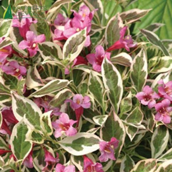 WEIGELA florida Monet