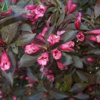 WEIGELA florida Naomi Campbell