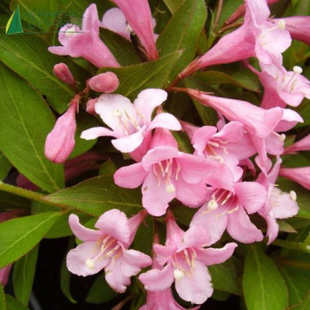 WEIGELA florida pink poppet