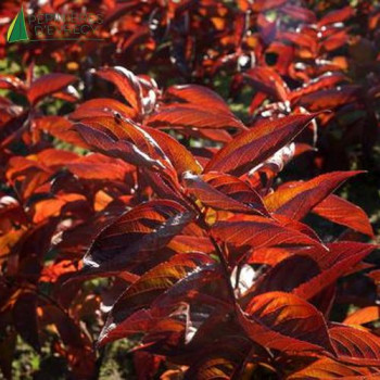 WEIGELA florida Wings of fire