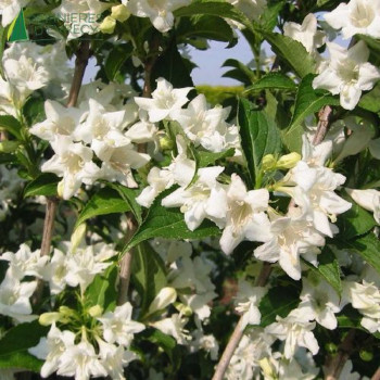 WEIGELA Candida