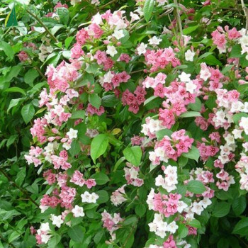 WEIGELA Carnaval 60/80 Cont.5/7.5 L 
