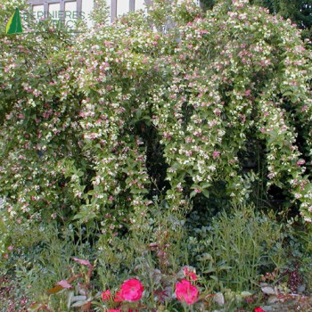 WEIGELA Marjorie