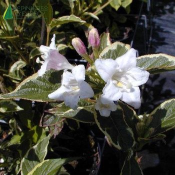 WEIGELA  Kosteriana variegata  Cont.3/4 L 