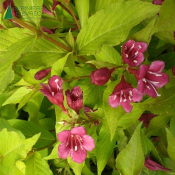 WEIGELA Rubidor olympiad