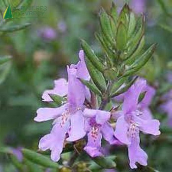 WESTRINGIA fruticosa Blue gem 30/40 Cont.3/4 L 