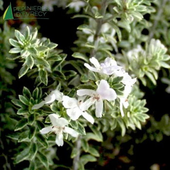 WESTRINGIA fruticosa Variegata