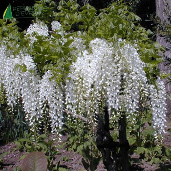 WISTERIA floribunda Longissima alba 125/150 Cont.5/7.5 L 