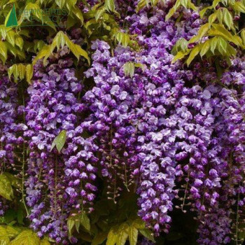 WISTERIA floribunda Black Dragon