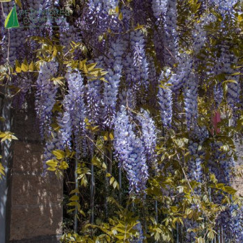 WISTERIA floribunda Lawrence