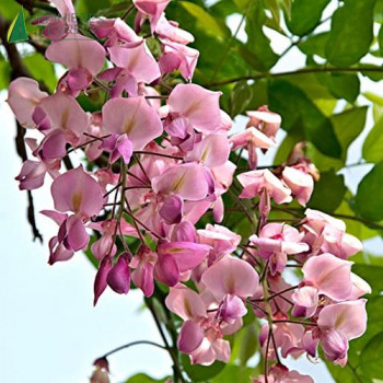 WISTERIA floribunda Rosea