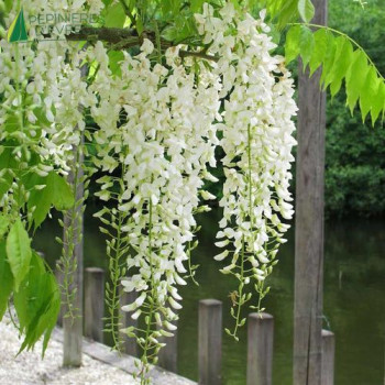 WISTERIA sinensis Alba