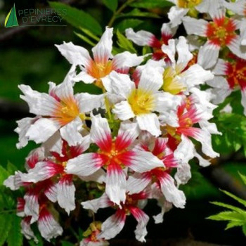 XANTHOCERAS sorbifolium
