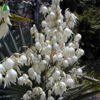 YUCCA filamentosa
