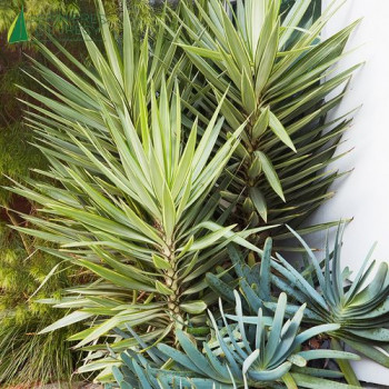 YUCCA elephantipes Jewel