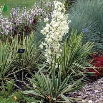 YUCCA filamentosa Bright edge  Cont.2/2.5 L 
