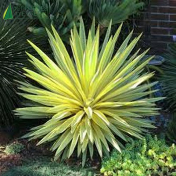 YUCCA filamentosa Bright star  Cont.2/2.5 L 