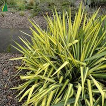 YUCCA filamentosa COOLOR GUARD  Cont.2/2.5 L 