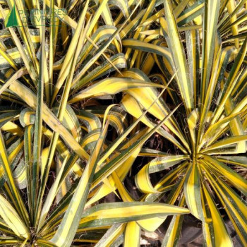 YUCCA filamentosa Golden Sword