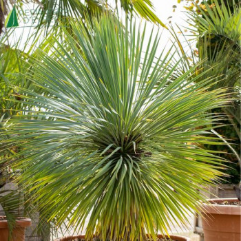 YUCCA French Flag