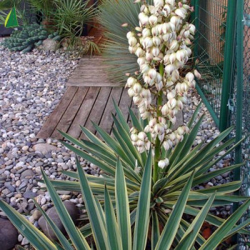YUCCA gloriosa Variegata  Cont.3/4 L 