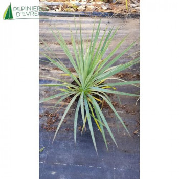 YUCCA x Katana 30/40 Cont.5/7.5 L 