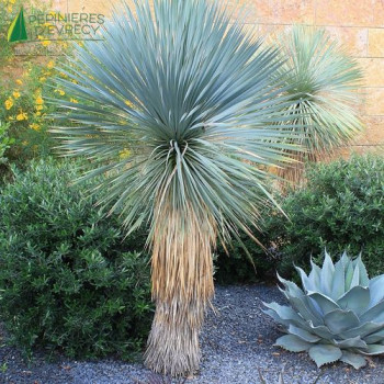 YUCCA rostrata