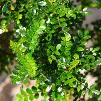 ZANTHOXYLUM beecheyanum 30/40 Cont.3/4 L 