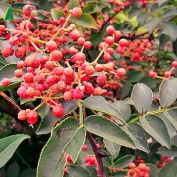 ZANTHOXYLUM piperitum