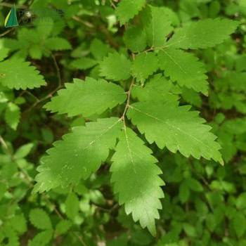 ZELKOVA serrata