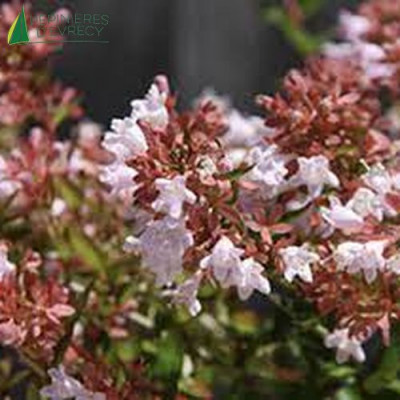 ABELIA grandiflora Raspberry Profusion