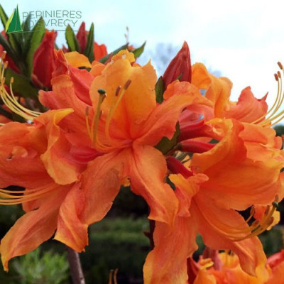 AZALEA japonica Orange Crush Encore