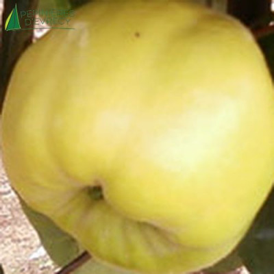 COGNASSIER Géant de vranja (cydonia oblonga)