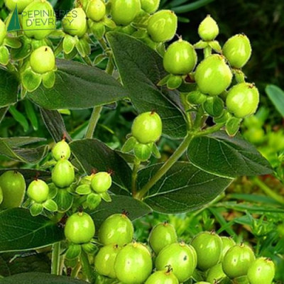 HYPERICUM miracle Pistache
