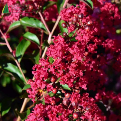 LAGERSTROEMIA indica Red Imperator