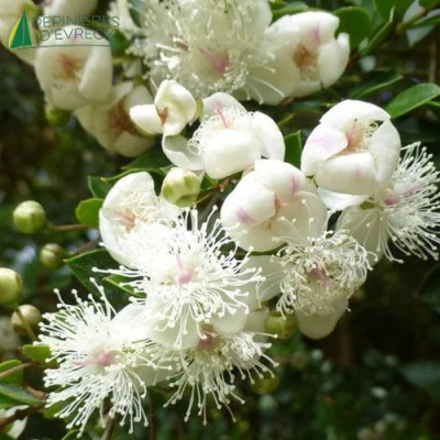 LUMA apiculata