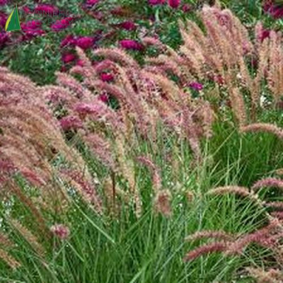 PENNISETUM orientalis Karley Rose