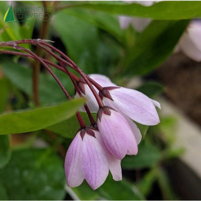 SOLLYA heterophylla Pink