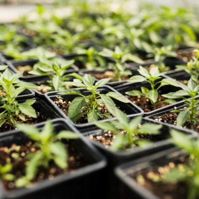 Créer un potager