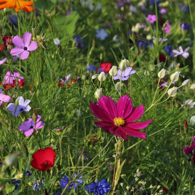 Le jardin fleuri