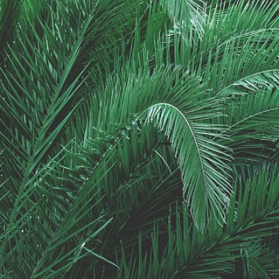 Le jardin exotique