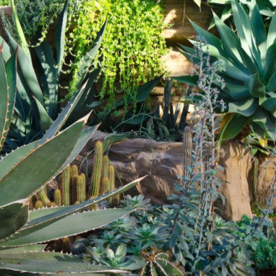 Le jardin sec
