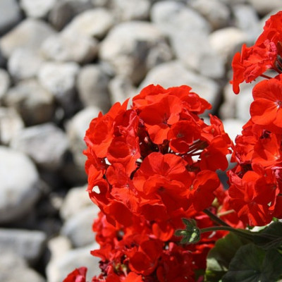 Les géraniums et plantes à massif