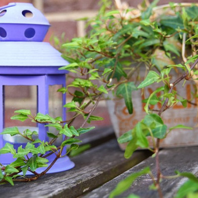 Un jardin sur votre terrasse