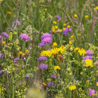 Le jardin naturaliste
