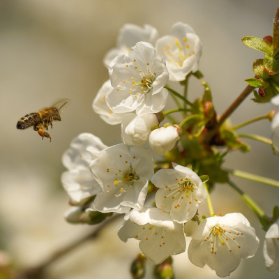 La pollinisation des fruitiers