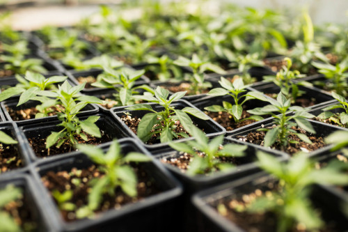 Créer un potager