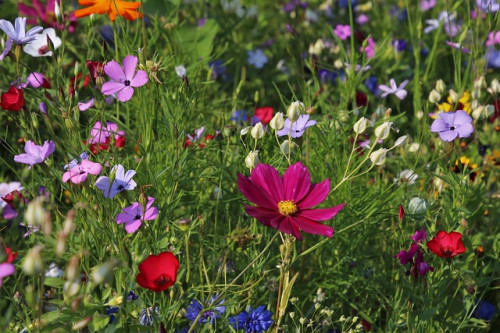 Le jardin fleuri