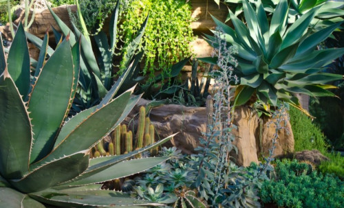 Le jardin sec