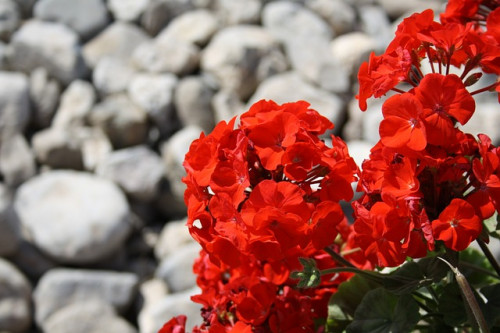 Les géraniums et plantes à massif